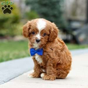 Archie, Cavapoo Puppy